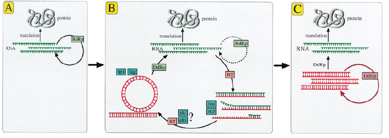 origin of DNA replication-1